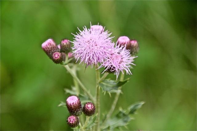 190813bbcut-wildflowers1