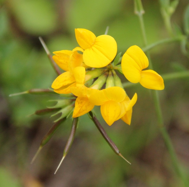 190813bbcut-wildflowers2