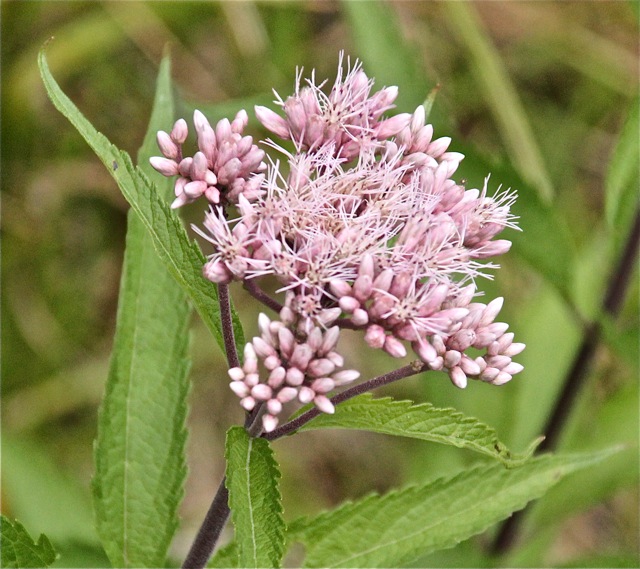 190813bbcut-wildflowers3
