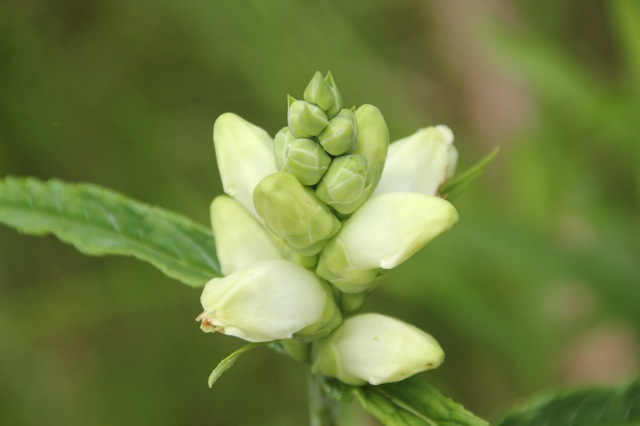 190813bbcut-wildflowers4