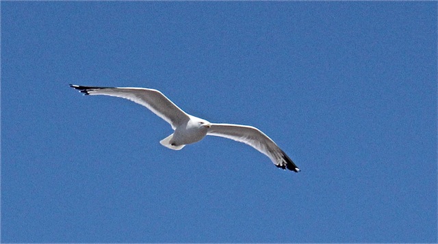 190813bbcut-wildflowers7