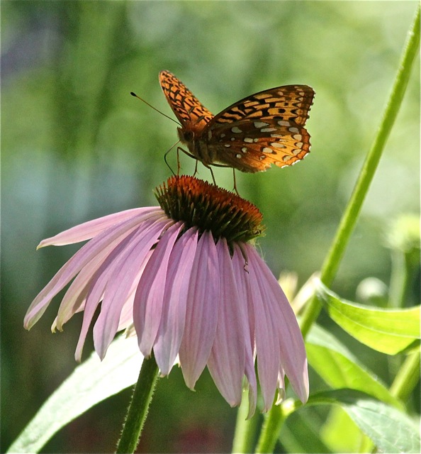 190820bbcut-gardenguest1