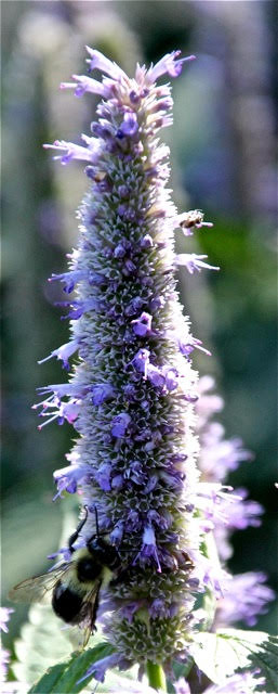 190820bbcut-gardenguest4