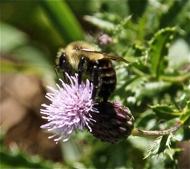 190820bbcut-gardenguest5