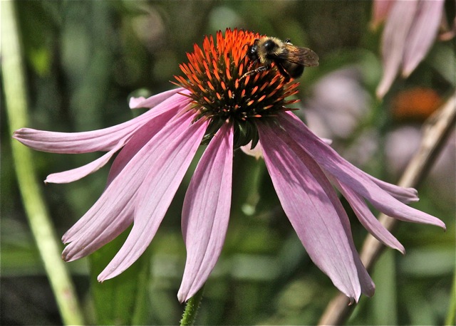 190820bbcut-gardenguest7