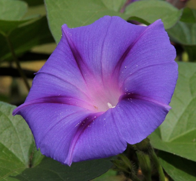 190924bbcut-compost5