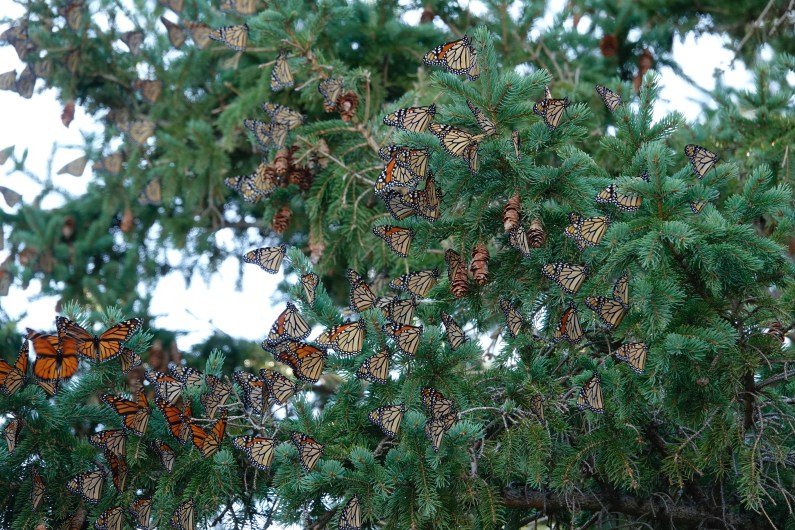 190924bbcut-monarchs1