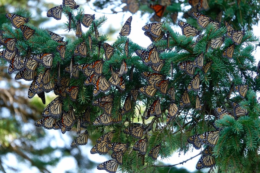 190924bbcut-monarchs2