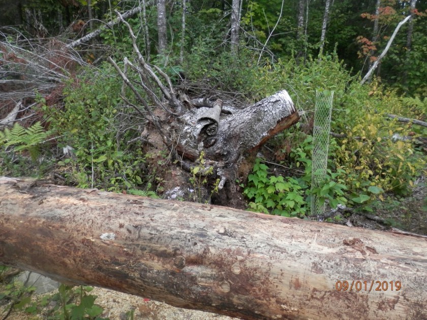 191001bbcut-sistersreunion2