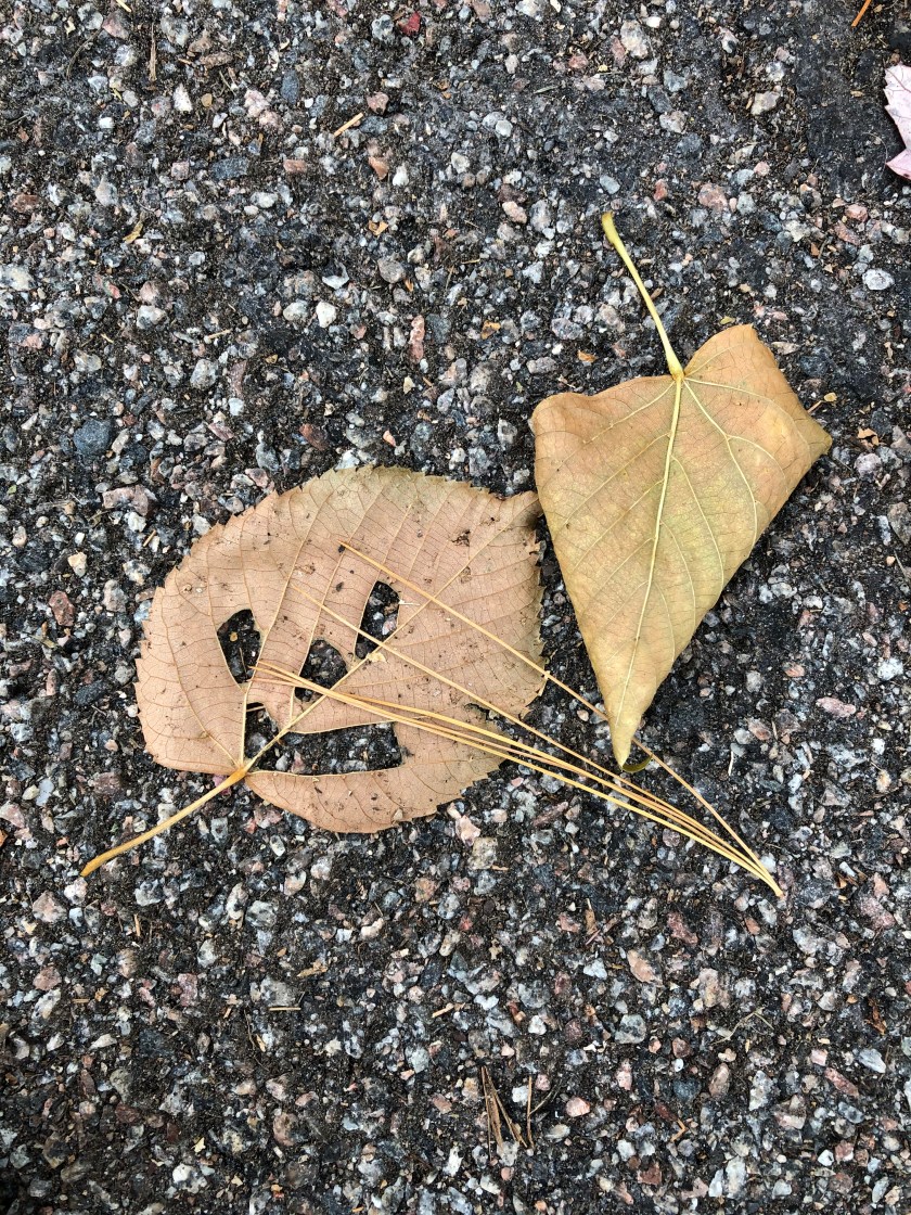 191105bbcut-leafpumpkin