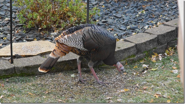 191111bbcut-turkeys2