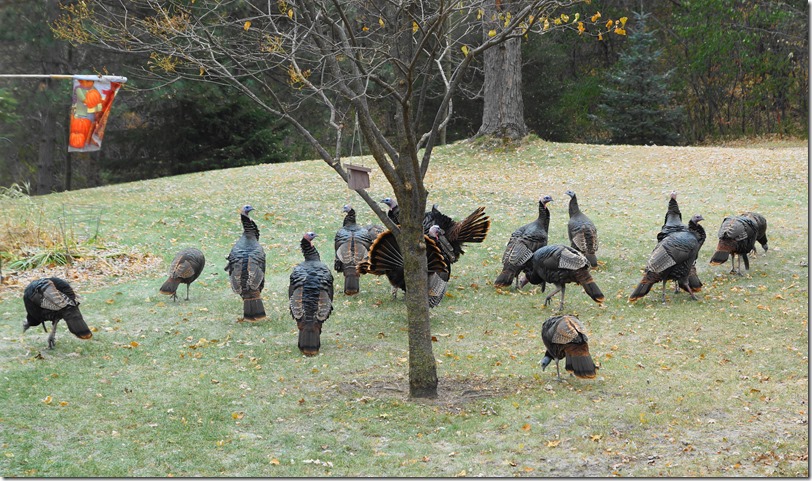 191111bbcut-turkeys4