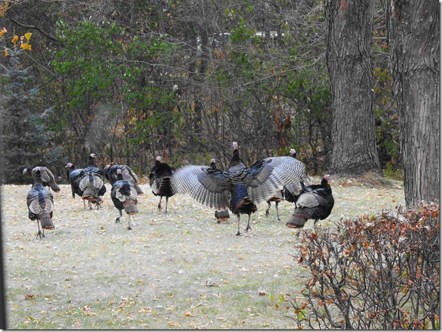 191111bbcut-turkeys5