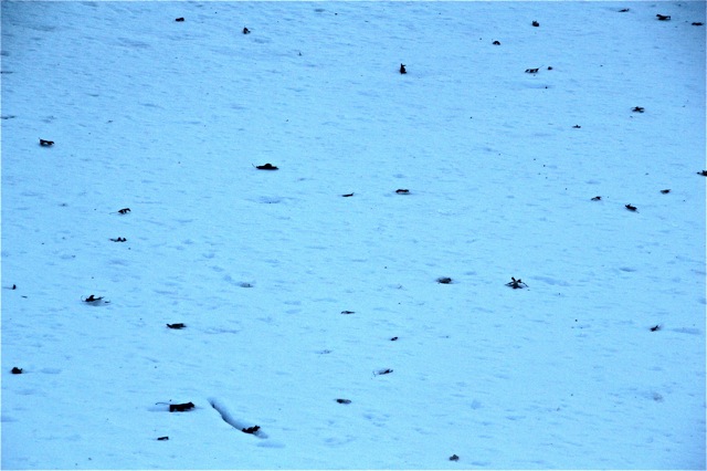 200302bbcut-iceandsnow2