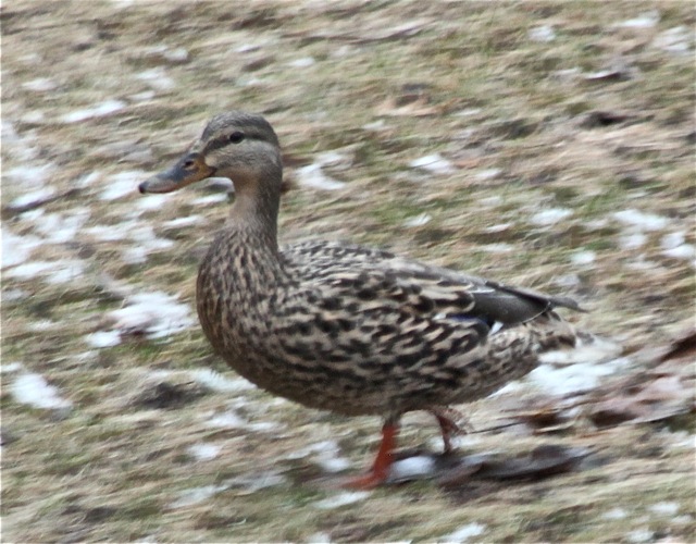 200412bbcut-mnspring1