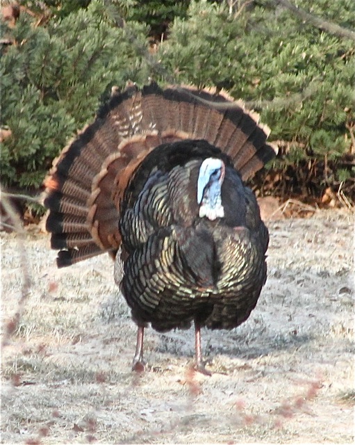 200412bbcut-mnspring2