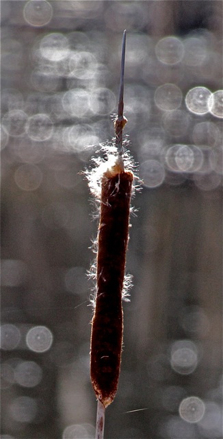 200412bbcut-mnspring4