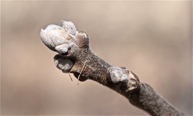 200412bbcut-mnspring6