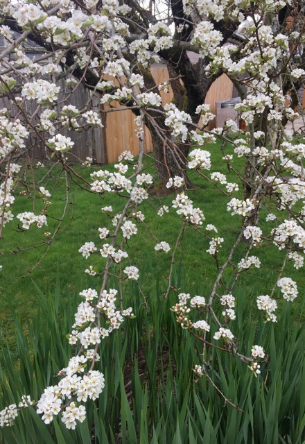 200412bbcut-oregonspring1