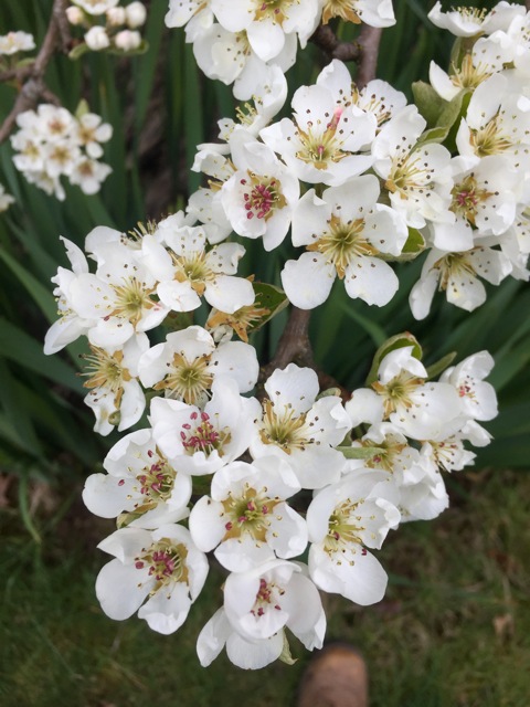 200412bbcut-oregonspring2