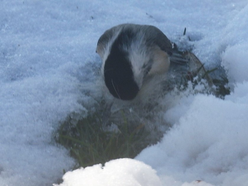 200414bbcut-chickadee1