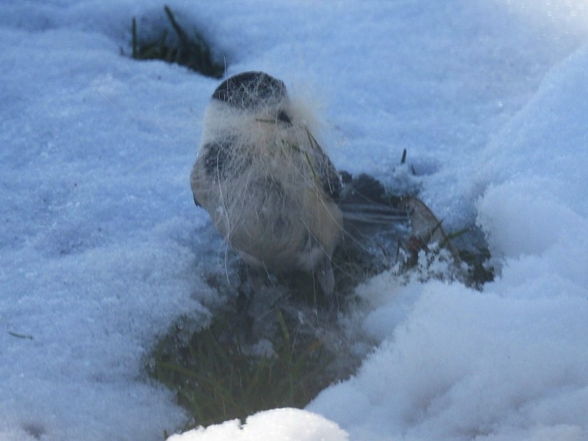 200414bbcut-chickadee2