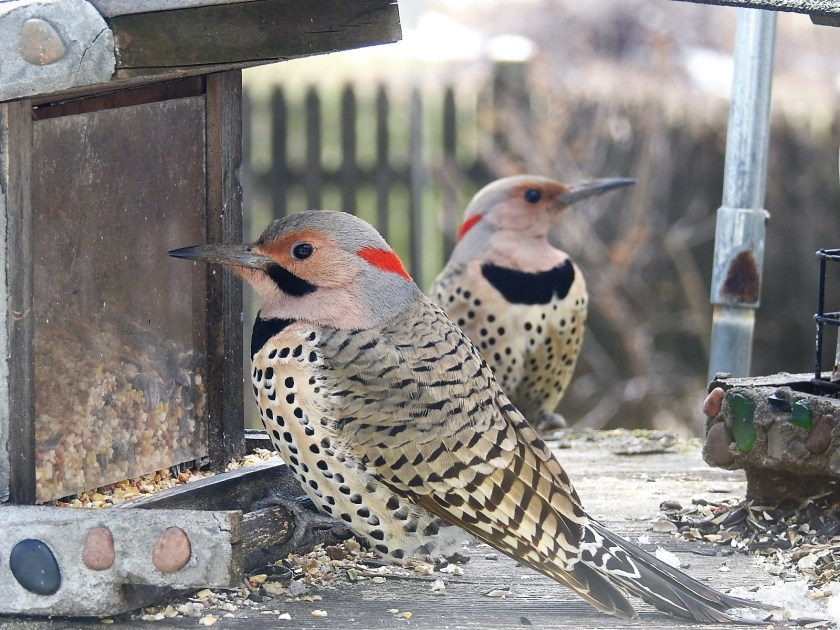 200420bbcut-flicker2