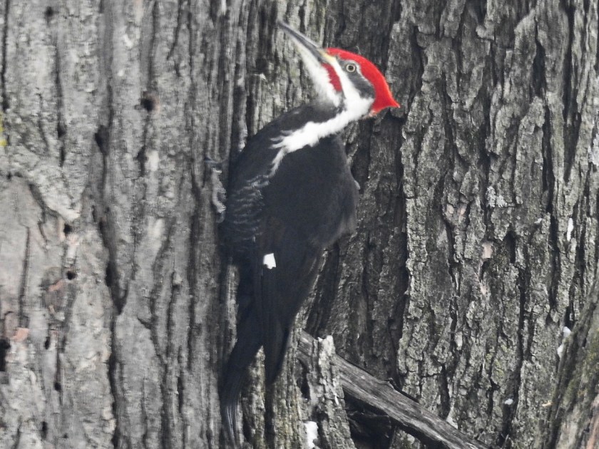200420bbcut-pileated