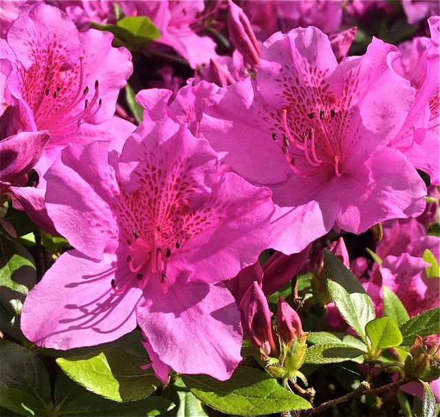 200428bbcut-azalea1