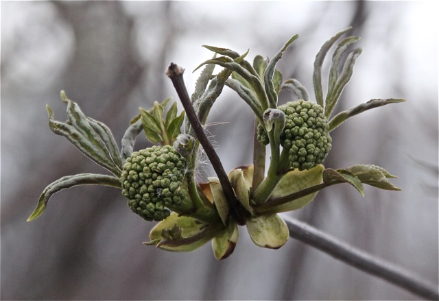 200428bbcut-swedespring1