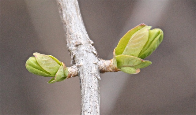 200428bbcut-swedespring2