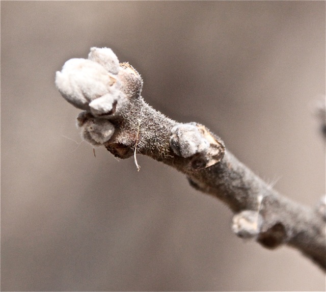 200428bbcut-swedespring4