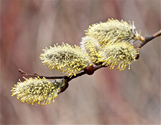 200428bbcut-swedespring5