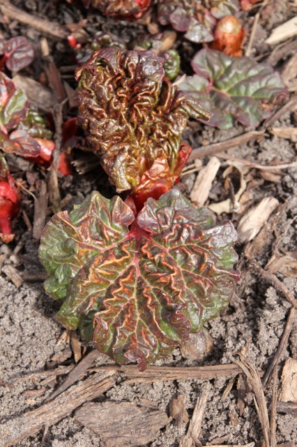 200428bbcut-swedespring6