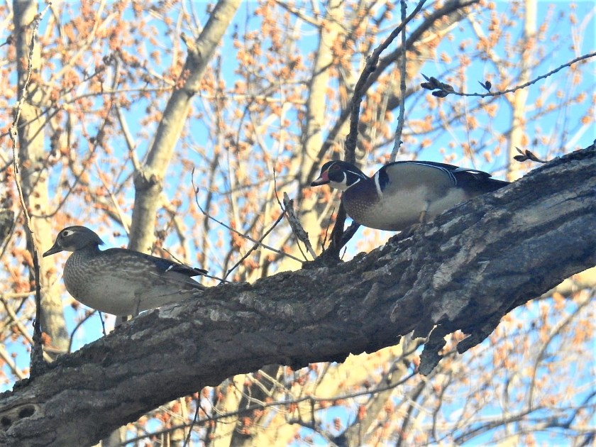 200428bbcut-woodducks1