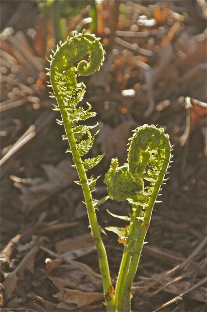“Tin soldiers and Nixon coming / We’re finally on our own / This summer I hear the drumming / Four dead in Ohio . . . Four dead in Ohio . . . Four dead in Ohio . . . Four dead in Ohio . .&nbsp;.”