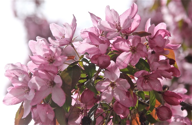 200512bbcut-blooming10