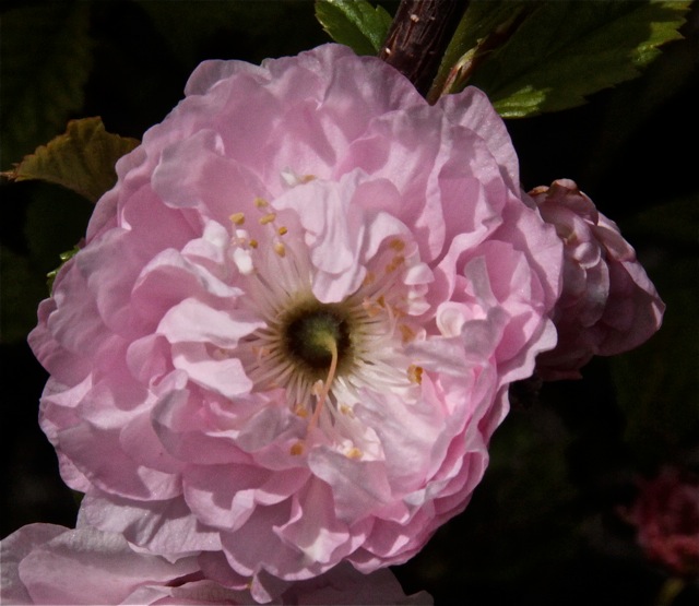 200512bbcut-blooming3