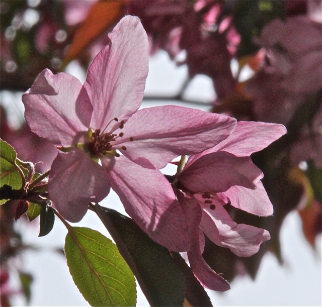 200512bbcut-blooming4