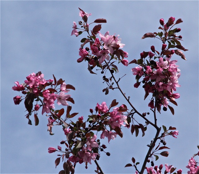 200512bbcut-blooming6