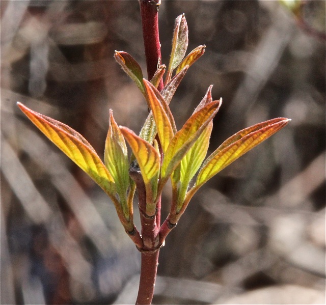 200512bbcut-springingalong5