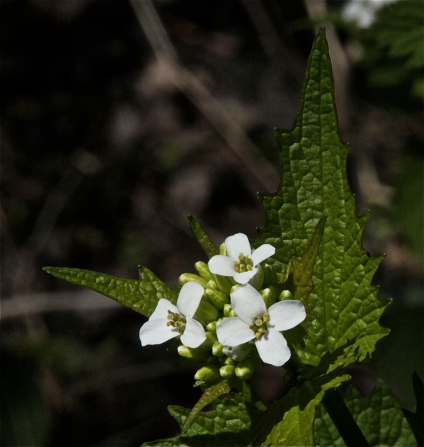 200512bbcut-springingalong6