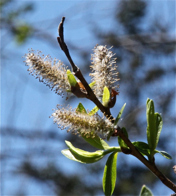 200512bbcut-springingalong7