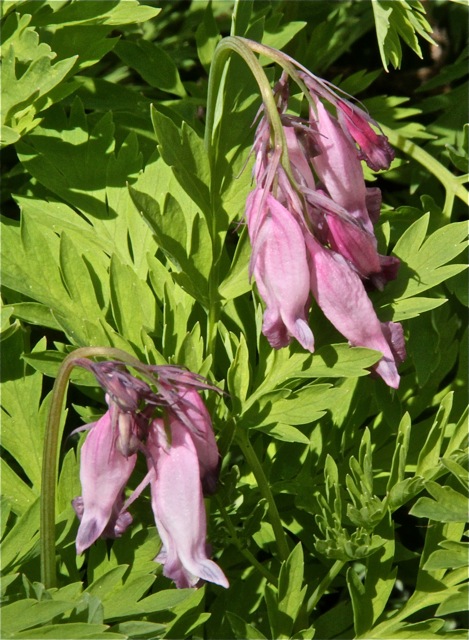 200512bbcut-welcomespring6