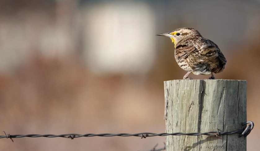 200516bbcut-meadowlark