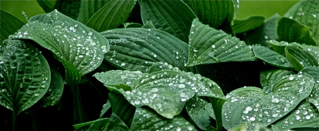 200526bbcut-raindrops3