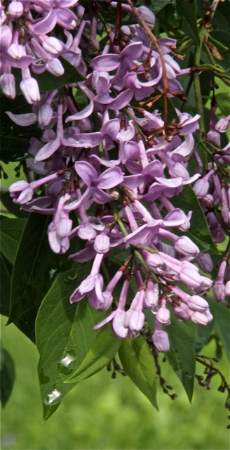 200526bbcut-raindrops5