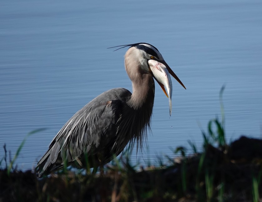 2005526bbcut-albird1