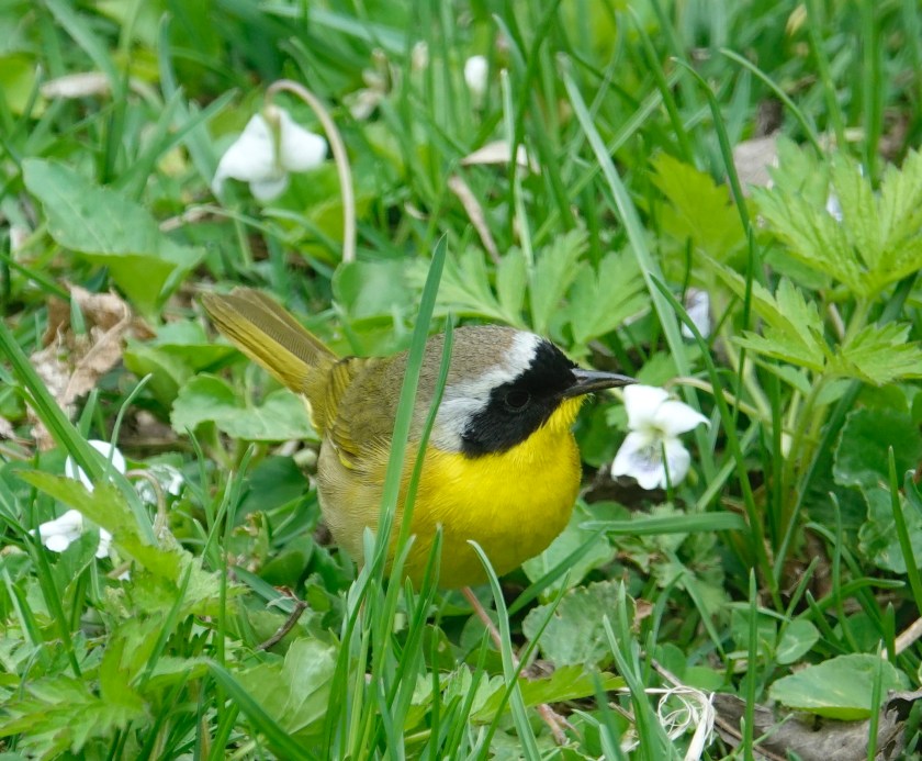 2005526bbcut-albird2