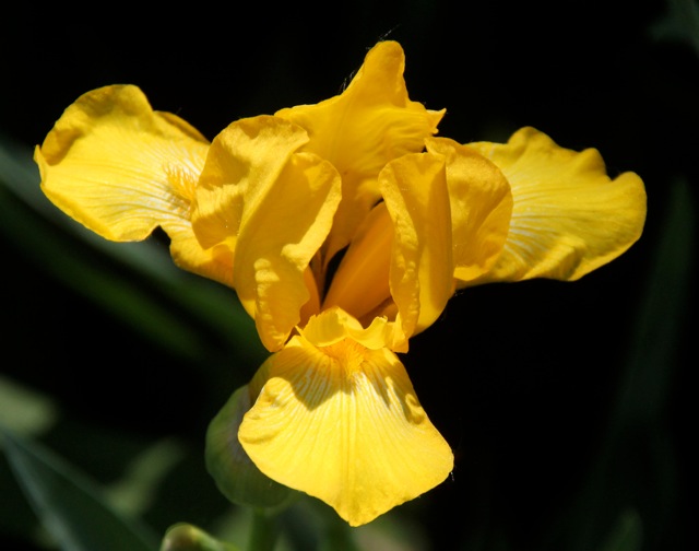 200602bbcut-iris1